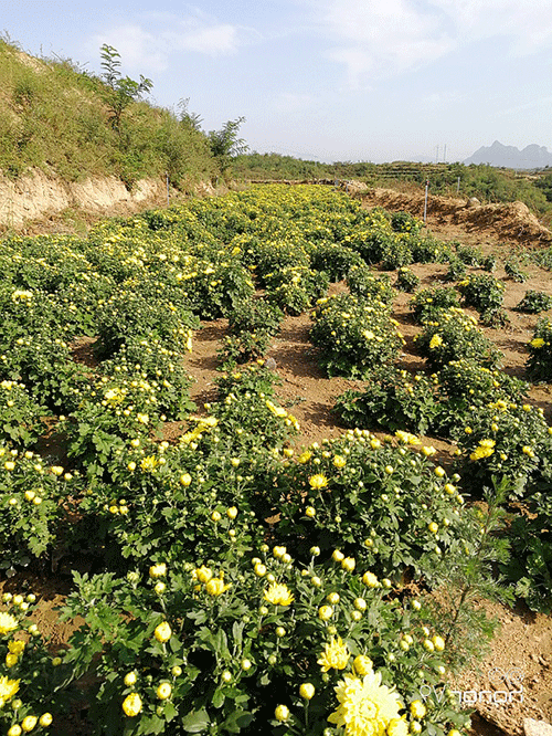 节水智能灌溉